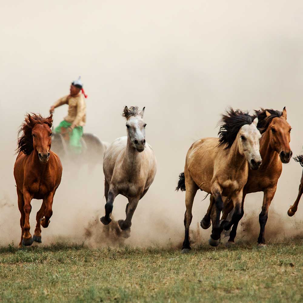 WILD STEPPES - FDR EDITION - MONGOLIA